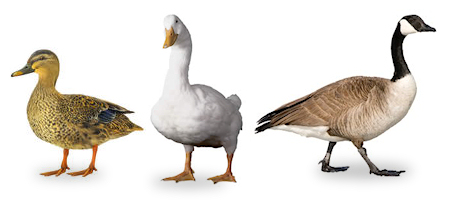 Two ducks and a goose.